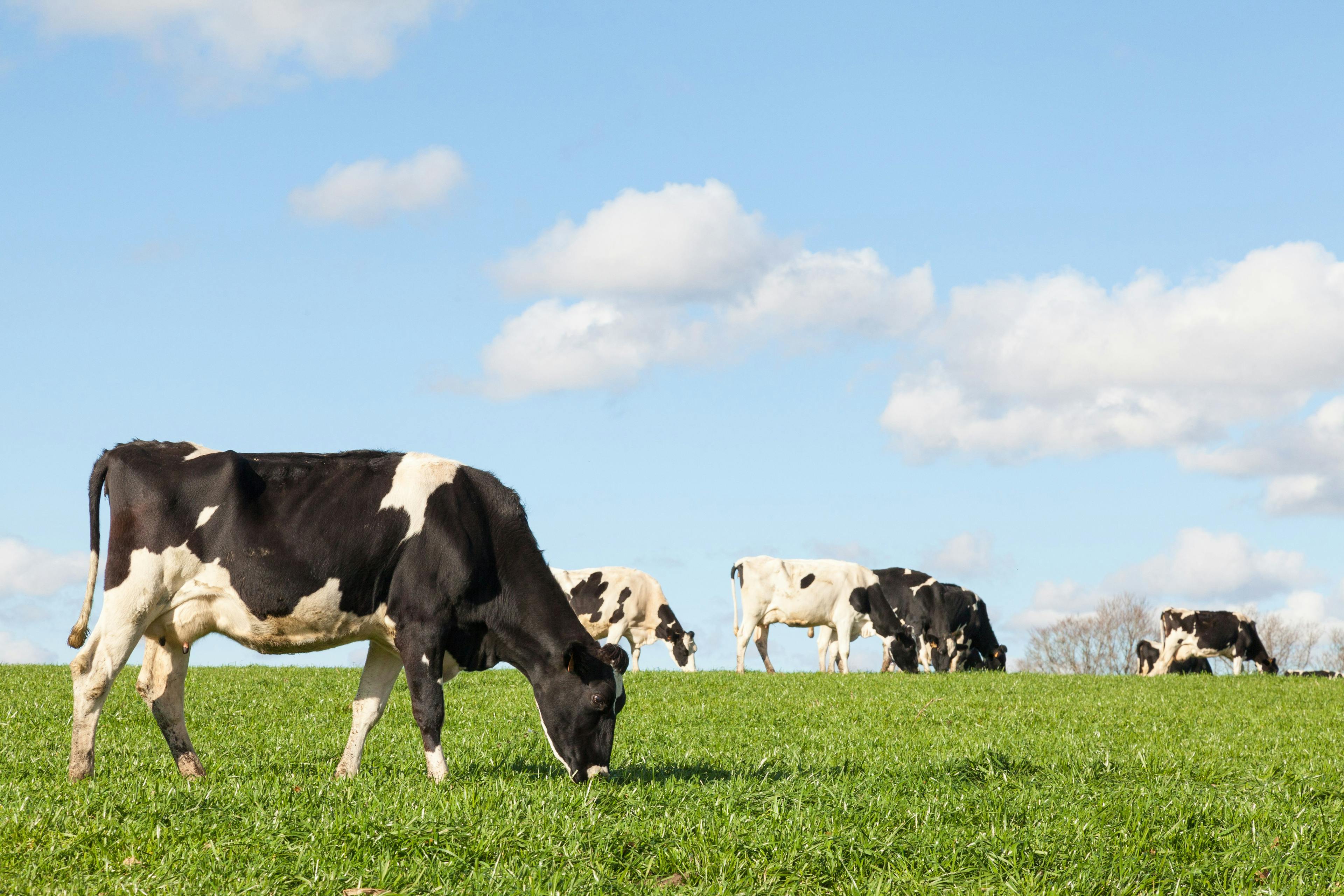 Holstein dairy cow grazing in a green pasture with its herd in the background. © gozoli - stock.adobe.com