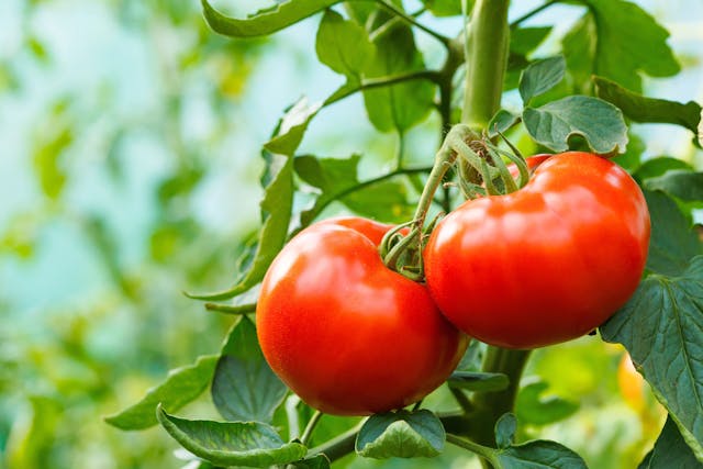 Ripe tomato cluster in greenhouse | Image Credit: © Szasz-Fabian Jozsef - stock.adobe.com