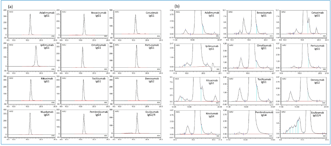 Figure 4: UV chromatograms of 12 mAbs analyzed by platform SE HPLC method; (a) full view, and (b) zoomed-in view showing HMWS and LMWS.