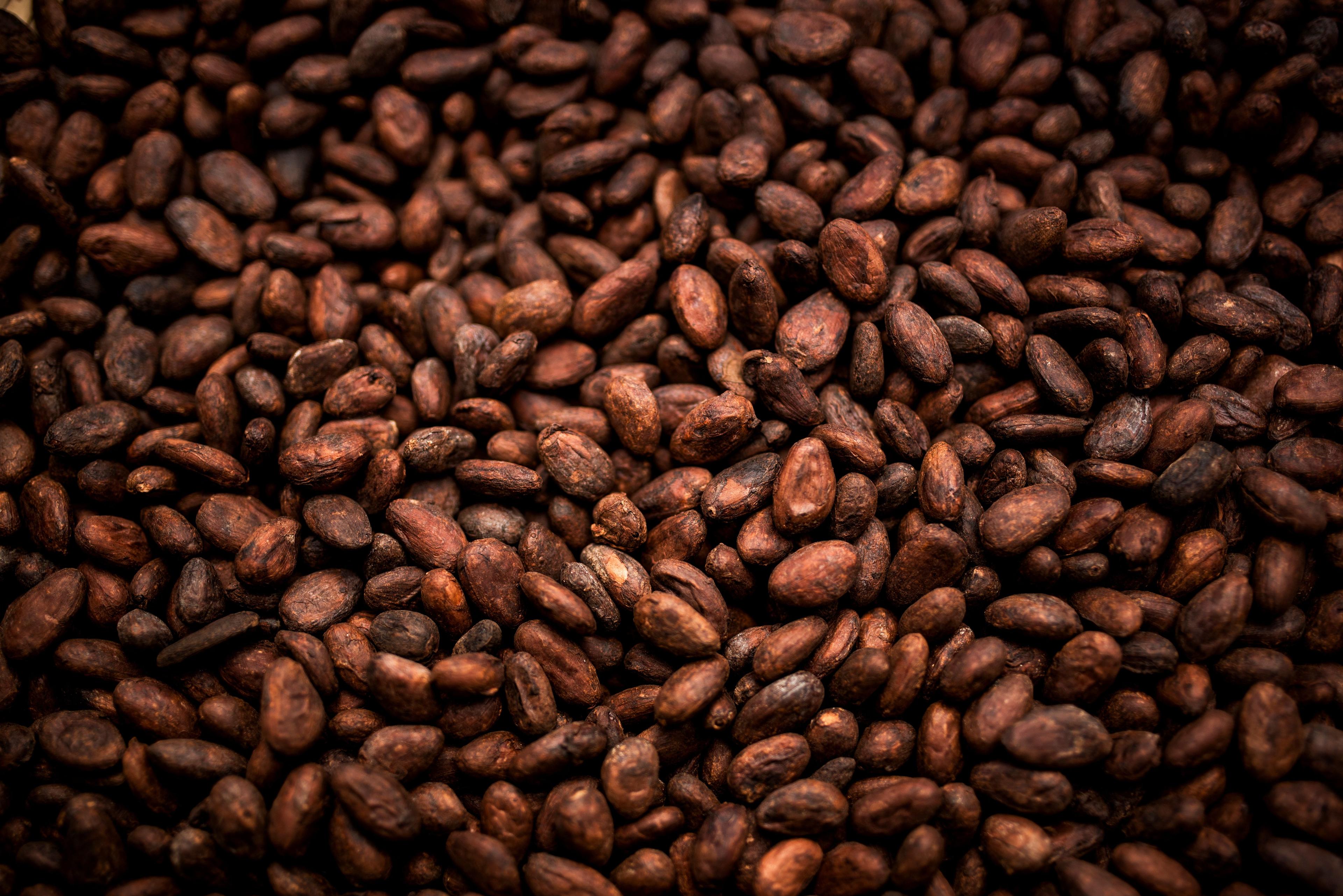 Cocoa beans. © somchai20162516 - stock.adobe.com

