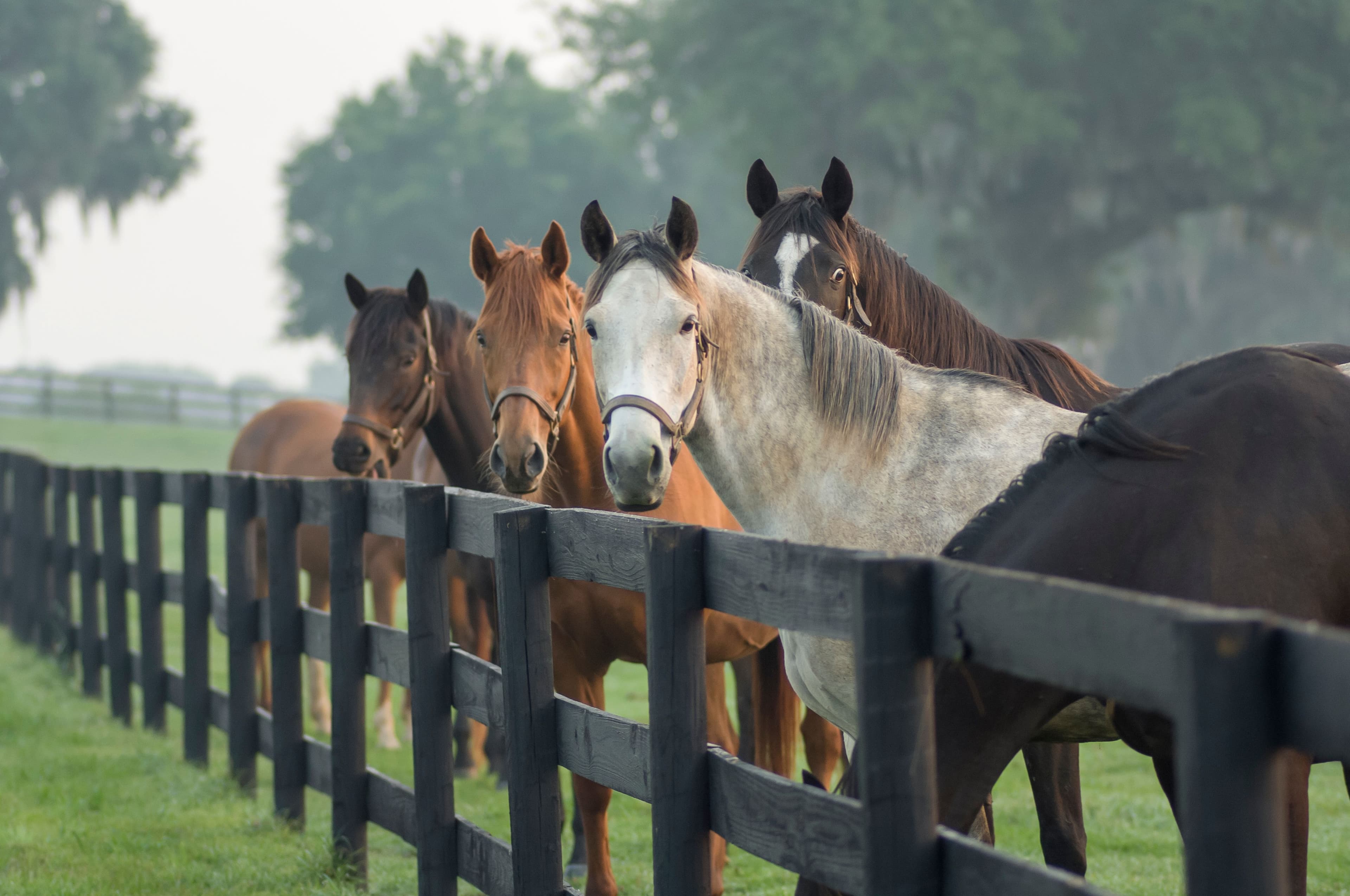 Herd of Thoroughbred mares. © Mark J. Barrett - stock.adobe.com