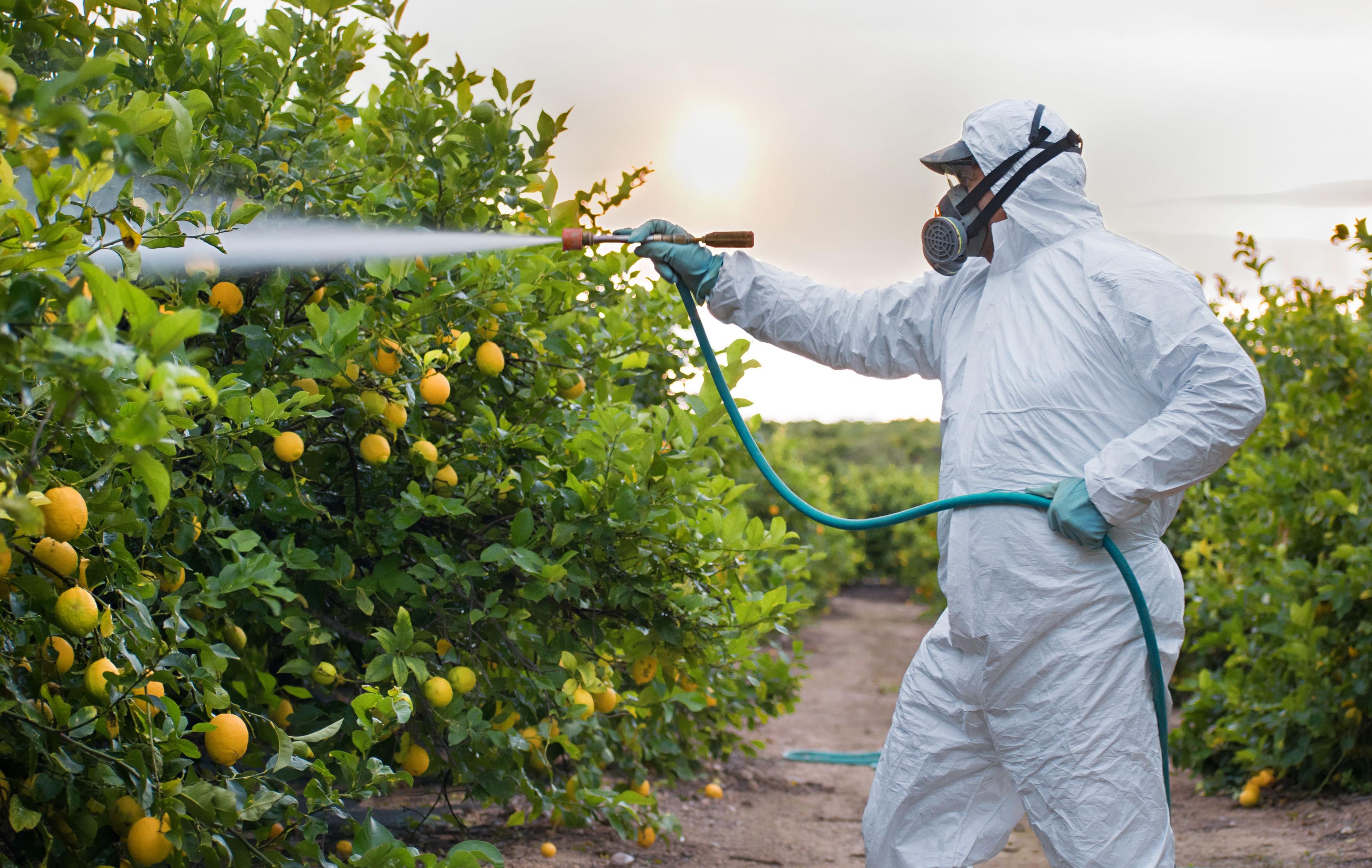 Weed insecticide fumigation. Organic ecological agriculture. Spray pesticides, pesticide on fruit lemon in growing agricultural plantation, spain. Man spraying or fumigating pesti, pest control | Image Credit: © David - stock.adobe.com