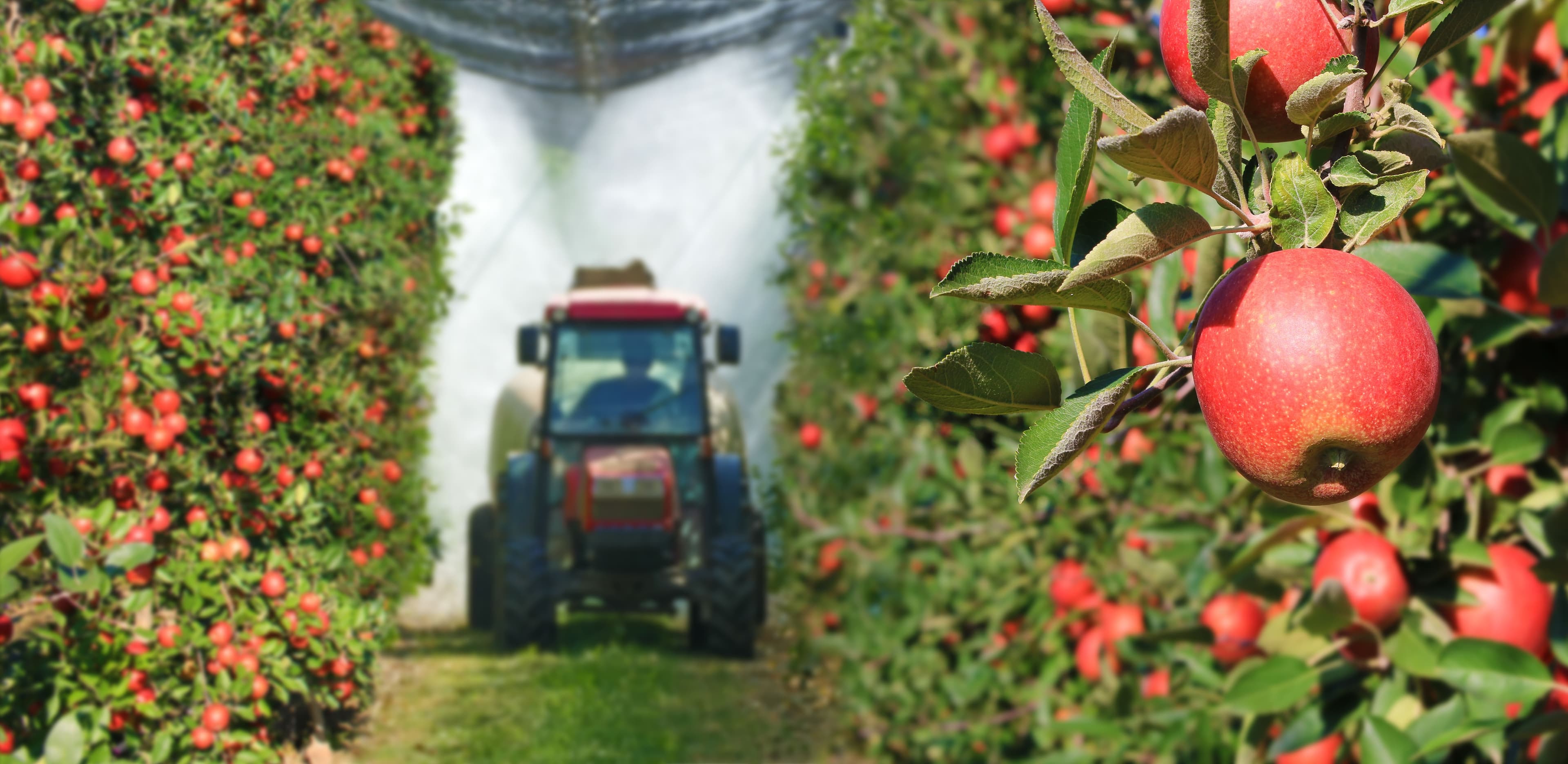 Spraying apple orchard to protect against disease and insects. : © branex - stock.adobe.com