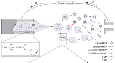 Diving into the Structural Details of In Vitro Transcribed mRNA Using Liquid Chromatography–Mass Spectrometry-Based Oligonucleotide Profiling