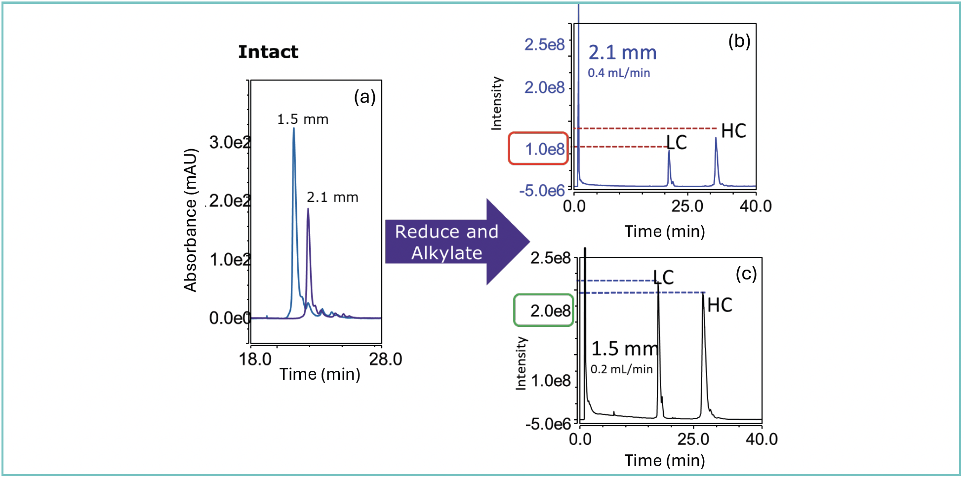 FIGURE 2: (a) Analysis of intact and reduced trastuzumab. Conditions: Column: BIOshell IgG 1000 Å Diphenyl, 15 cm × (b) 2.1- or (c) 1.5-mm i.d., 2.7 μm; Mobile Phase: [A] water (0.1% [v/v] DFA); [B] 50:50 acetonitrile (0.1% [v/v] DFA): n-propanol (0.1% [v/v] DFA); Gradient: 27–36% B in 40 min; Flow Rate: as indicated; Column Temp.: 60 °C; Detector: MSD, ESI-(+); Injection: 3.0 μL; Sample: trastuzumab, 1.0 mg/mL, 100 mM ammonium bicarbonate