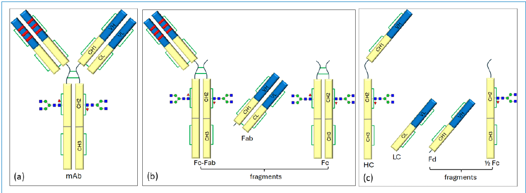 Figure 4: Expected fragments following hinge region cleavage in IgG1 mA, (a) intact mAb, (b) expected fragments in the native
state, and (c) expected fragments following reduction of disulfide linkages.