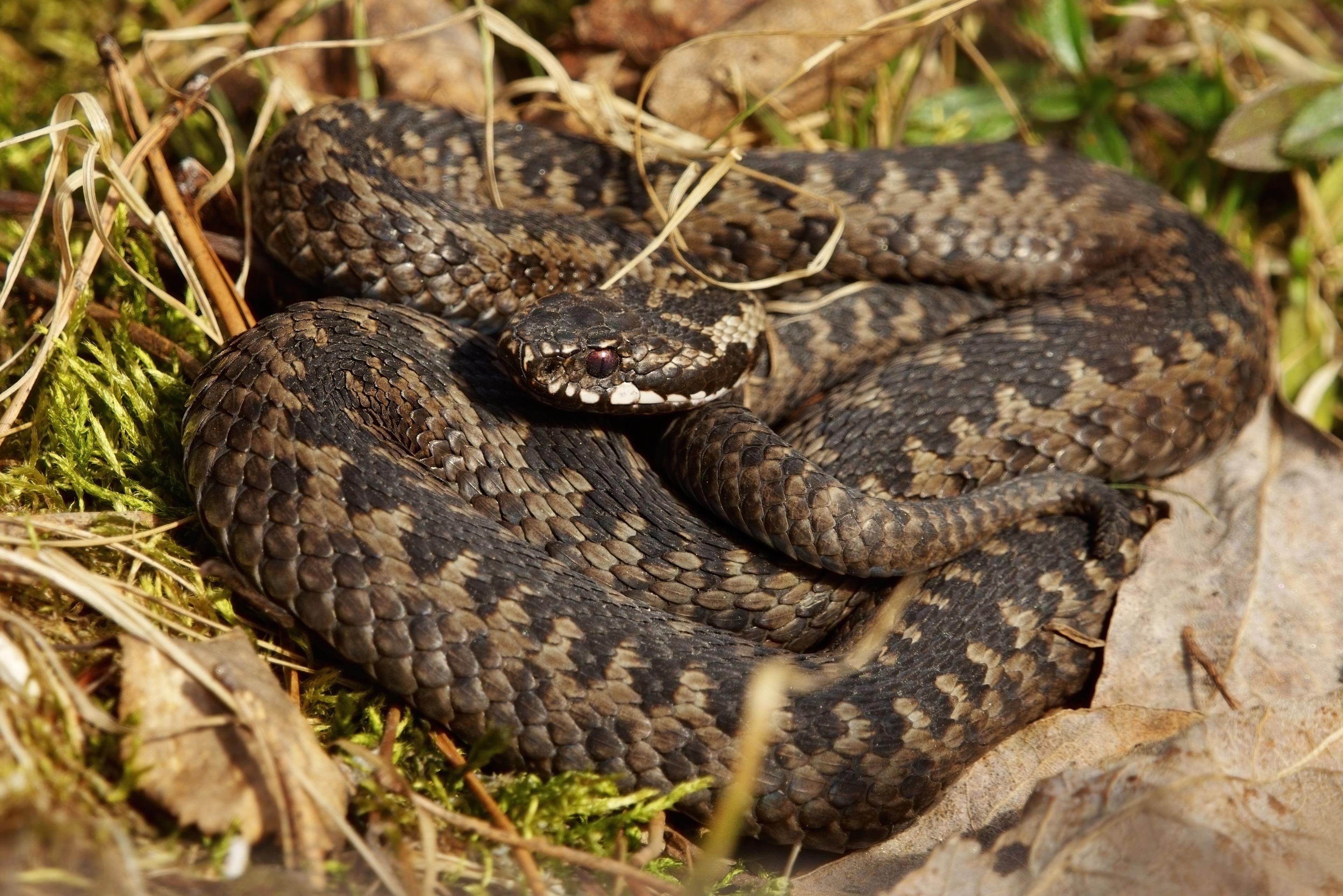 Common European adder or common European viper (Vipera berus) basking. © Henri - stock.adobe.com