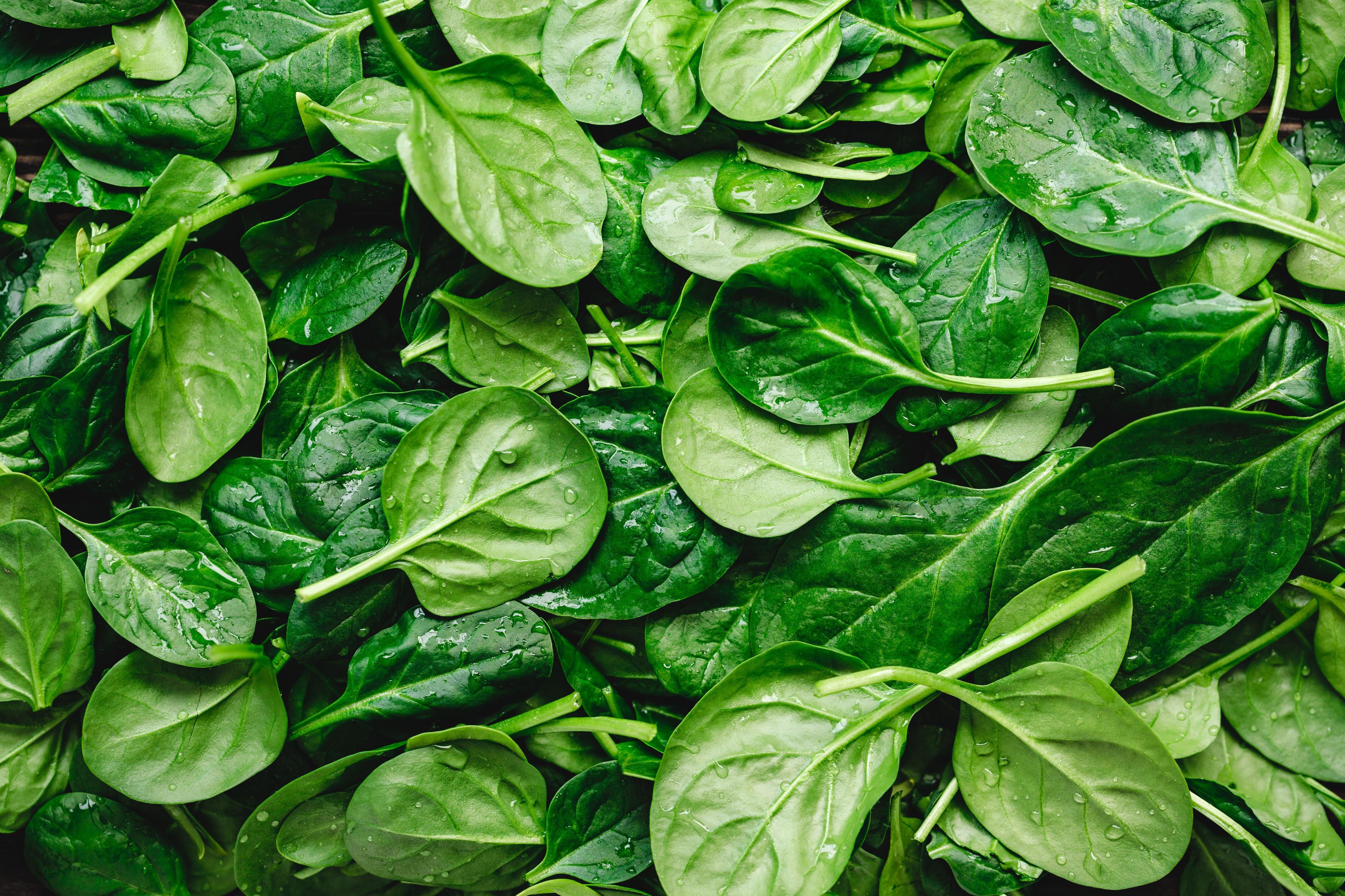 Top view on fresh organic spinach leaves. Healthy green food and vegan background. | Image Credit: © Edalin - stock.adobe.com