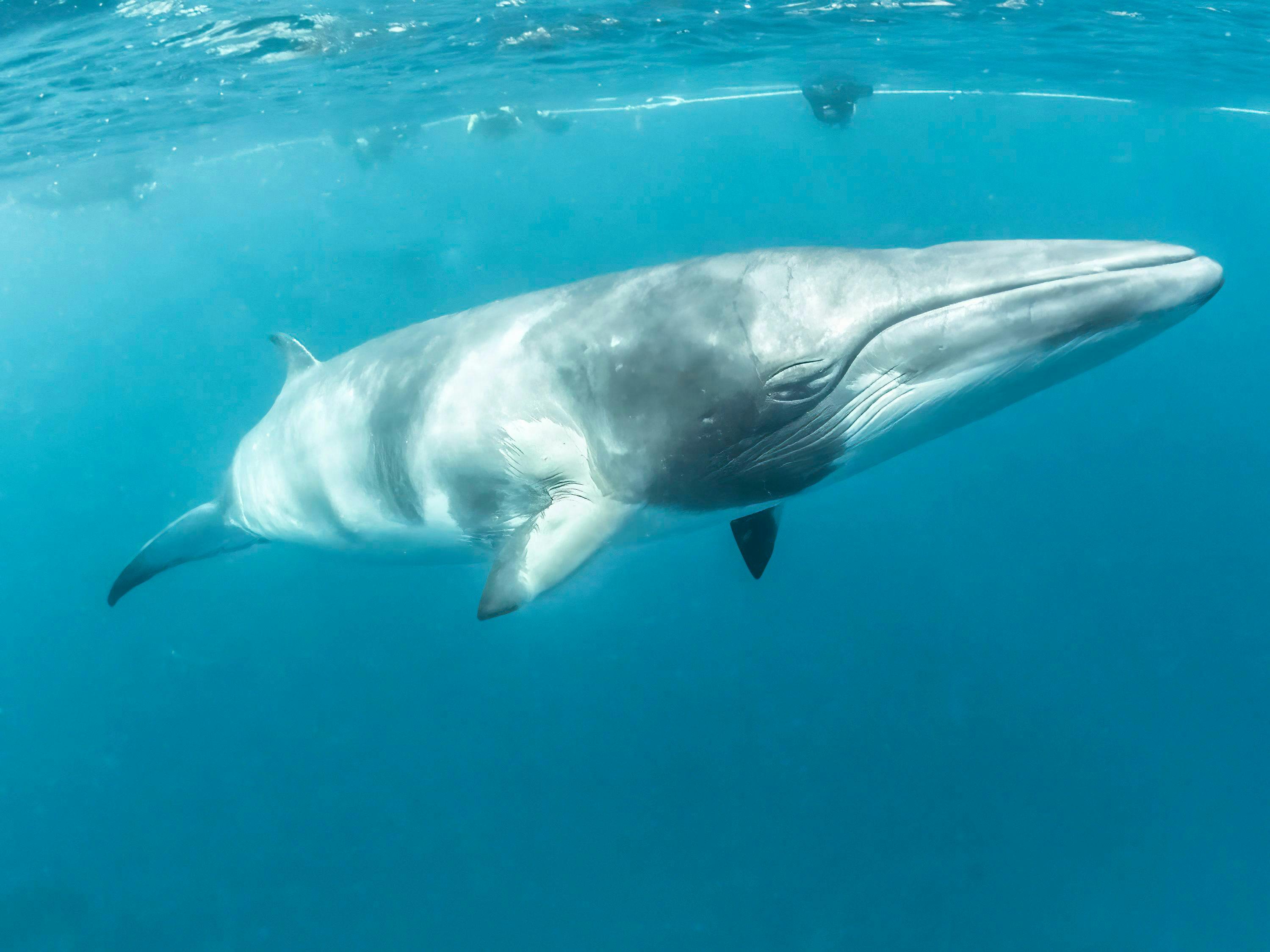 Minke whale. © Cristian- stock.adobe.com 