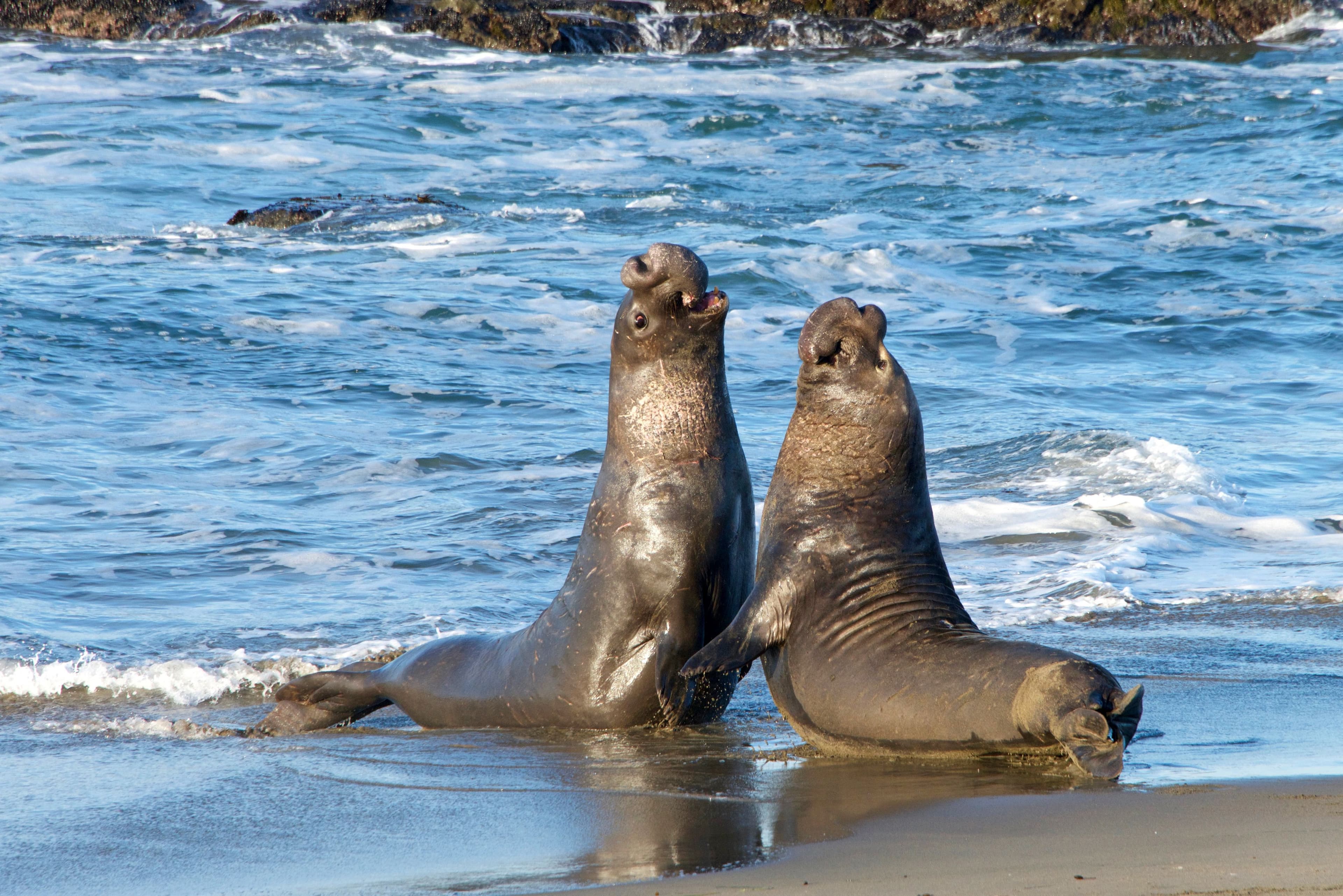 LC–MS/MS Quantification of Plasma Proteins in Elephant Seals to Advance Wildlife Conservation