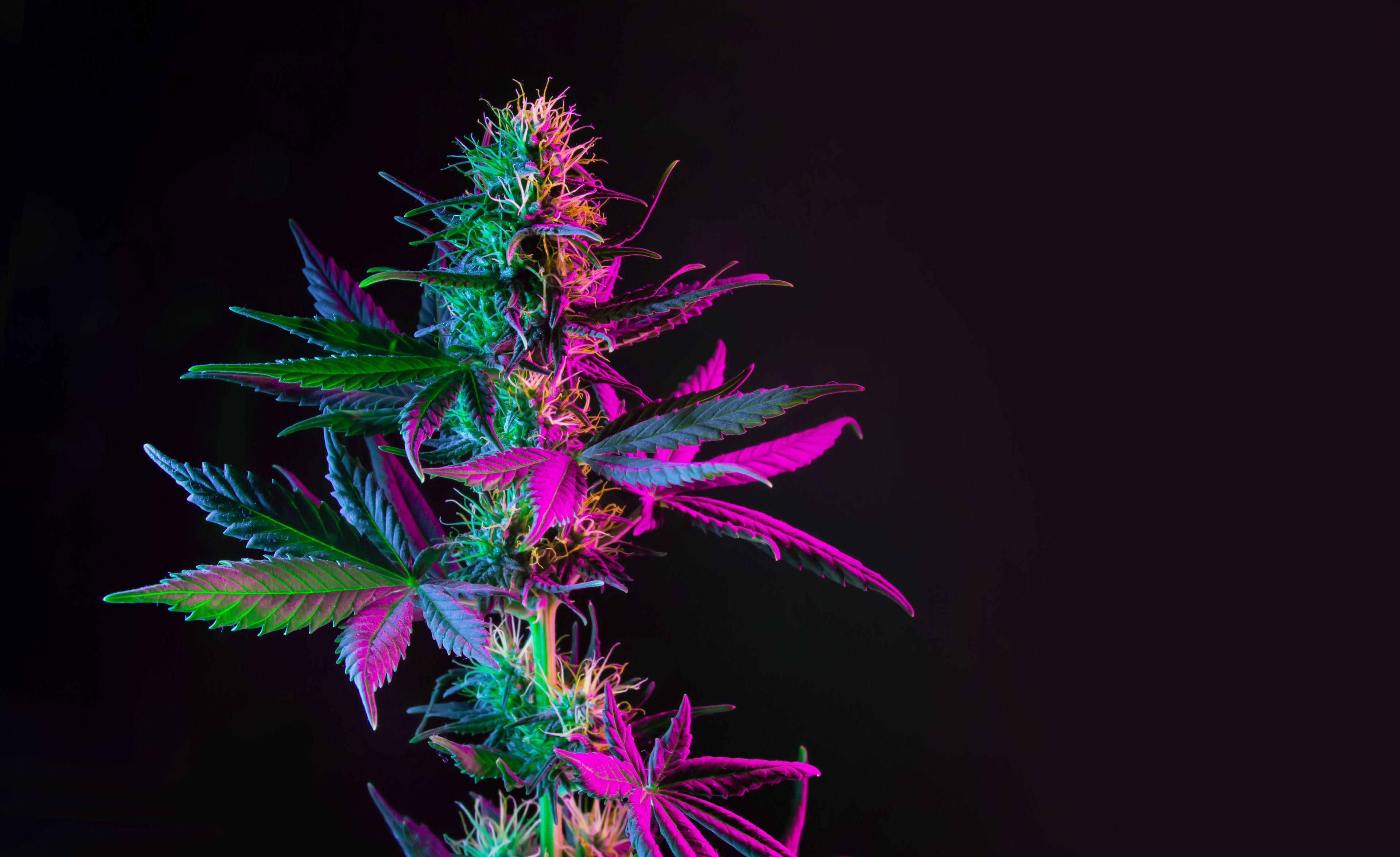 Purple green marijuana plant on black background. Colored neon large leaves and buds of cannabis hemp. Hemp bush and empty space for text | Image Credit: © Tsareva.pro - stock.adobe.com