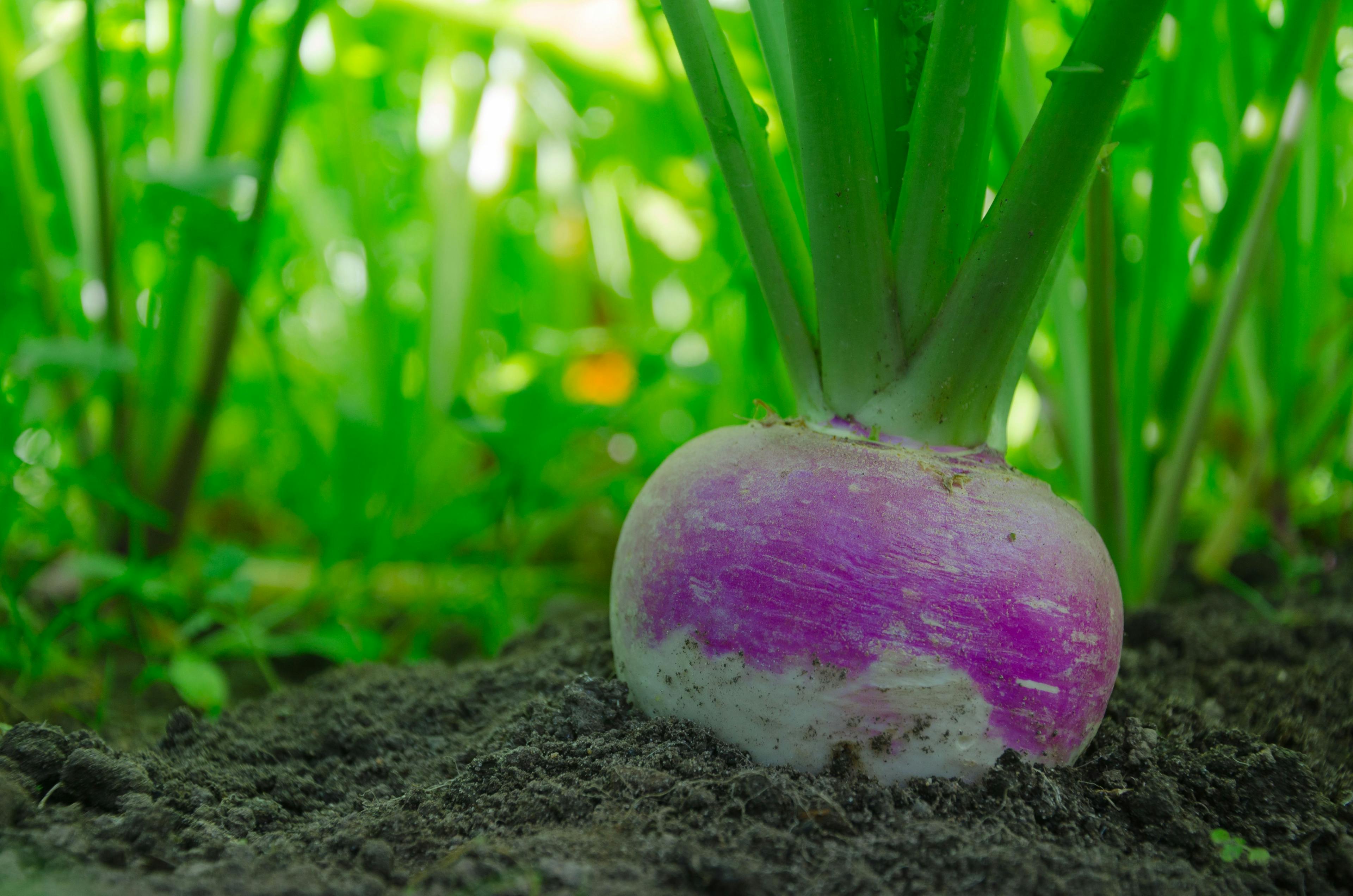 Turnip in the ground. © yuratosno - stock.adobe.com