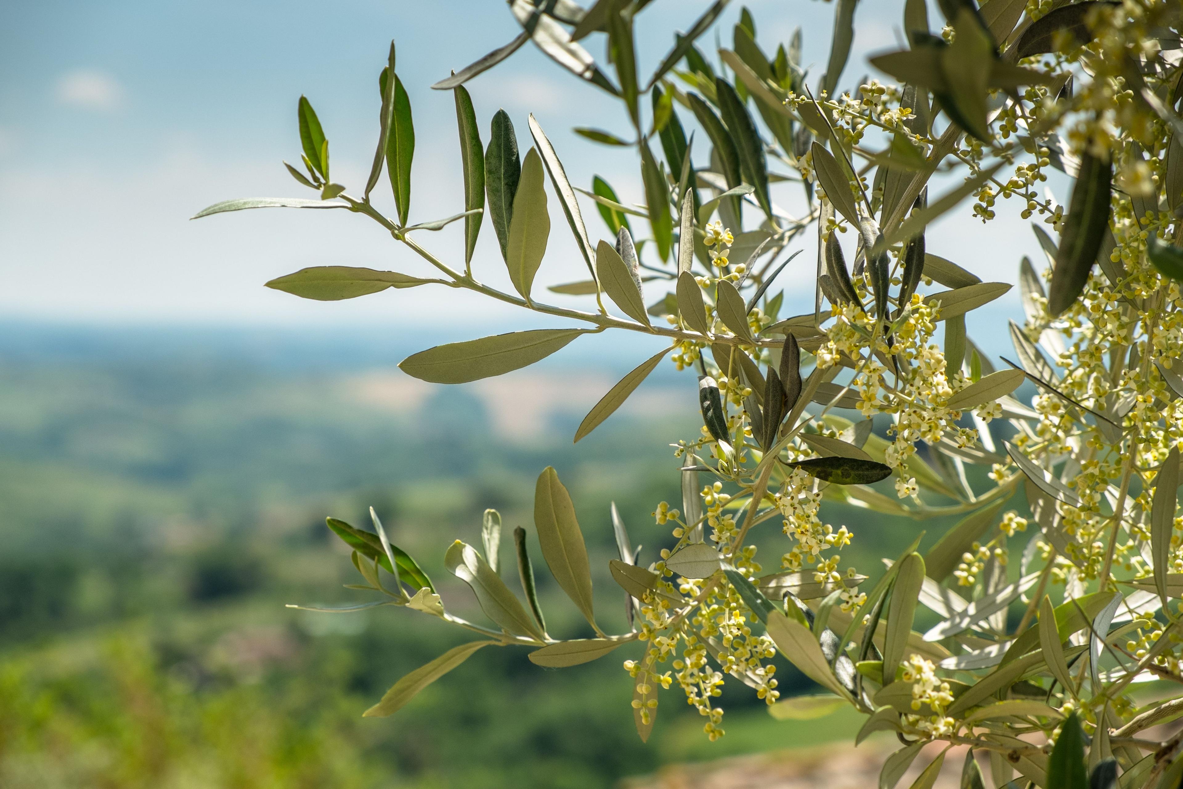 Flowering olive branch in Tuscany | Image Credit: © Andris Tkachenko - stock.adobe.com