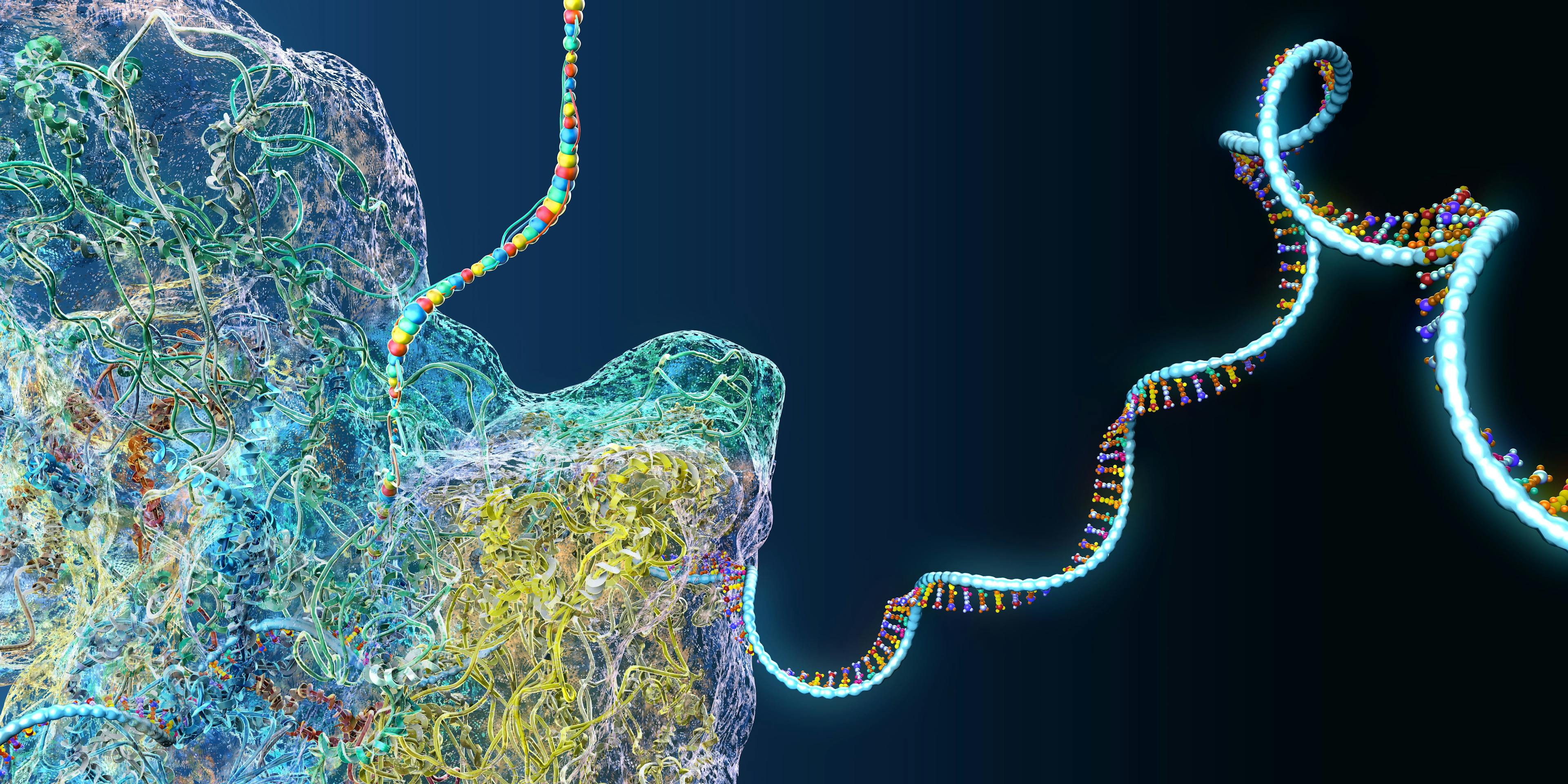 Ribosome as part of an biological cell constructing messenger rna molecules - 3d illustration | Image Credit: © Christoph Burgstedt - stock.adobe.com