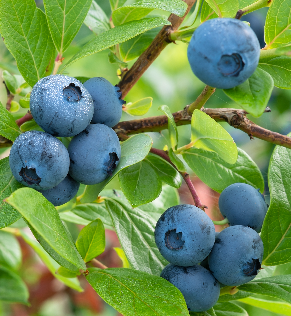 Fresh blueberries on the bush: © Andris Tkachenko - stock.adobe.com