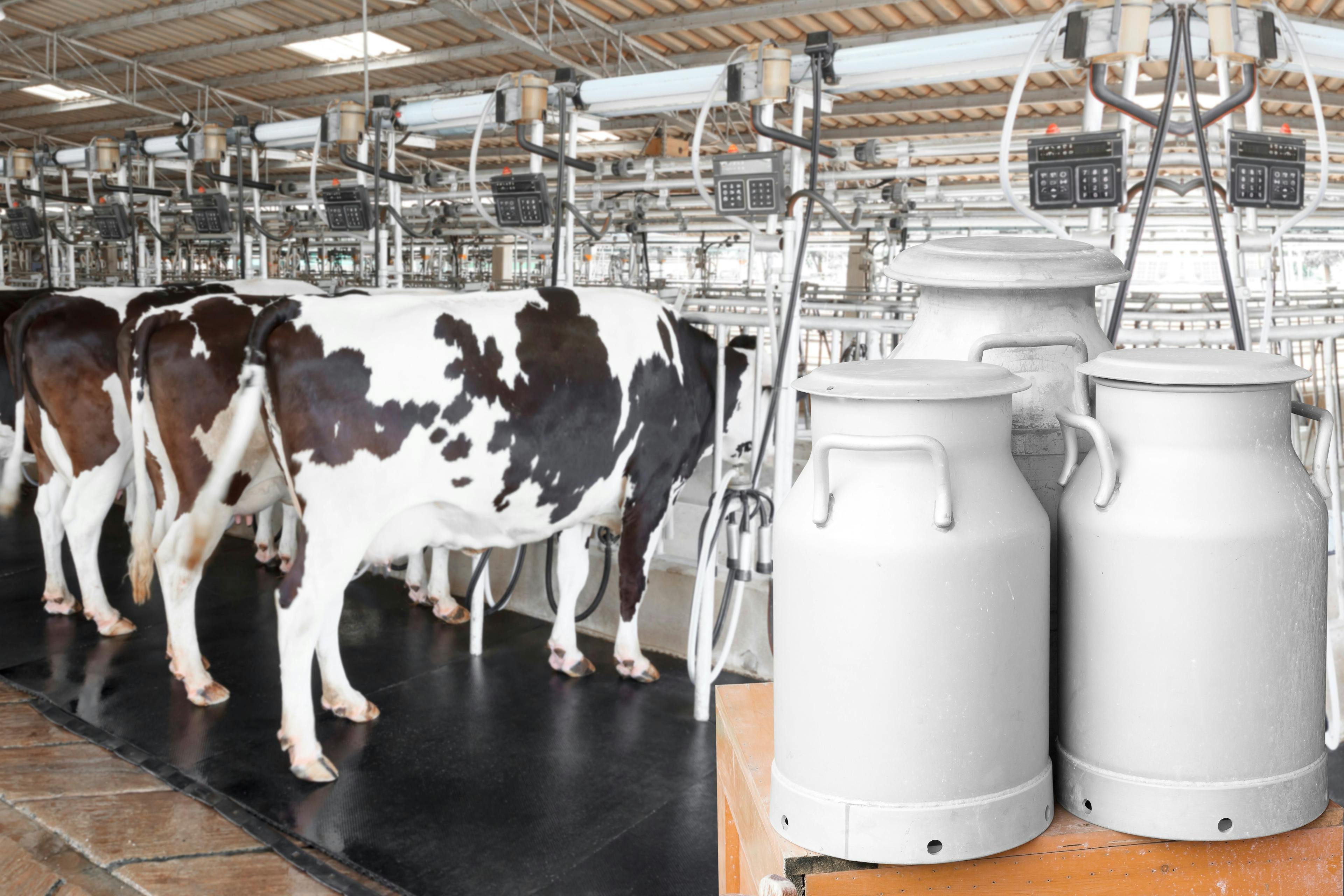 Can container milk with cow milking facility and mechanized milking equipment in the milking hall | Image Credit: © thanapun - stock.adobe.com