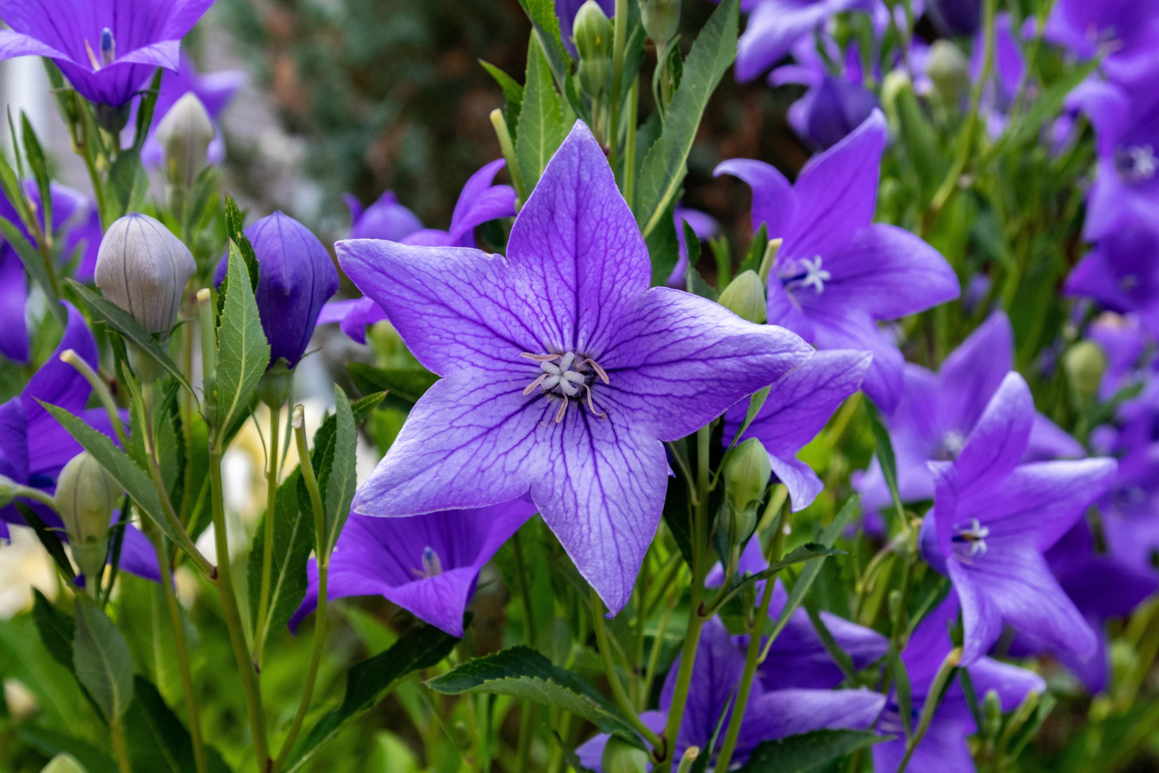 balloon flowers buds and blooming | Image Credit: © Sarah - stock.adobe.com