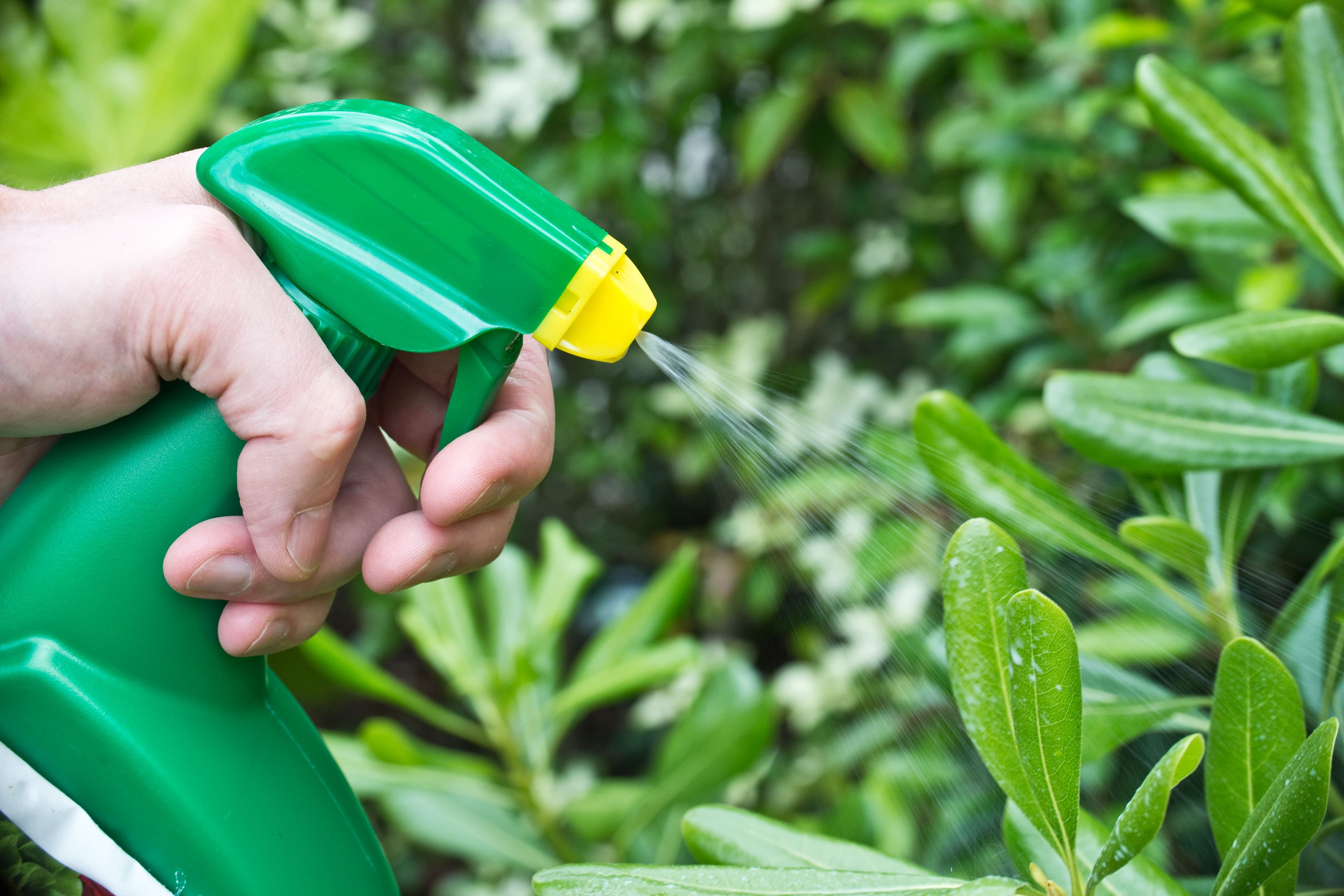 Vaporiser des plantes dans un jardin, jardinage entretien et protection contres les pucerons et les maladies | Image Credit: © Delphotostock - stock.adobe.com