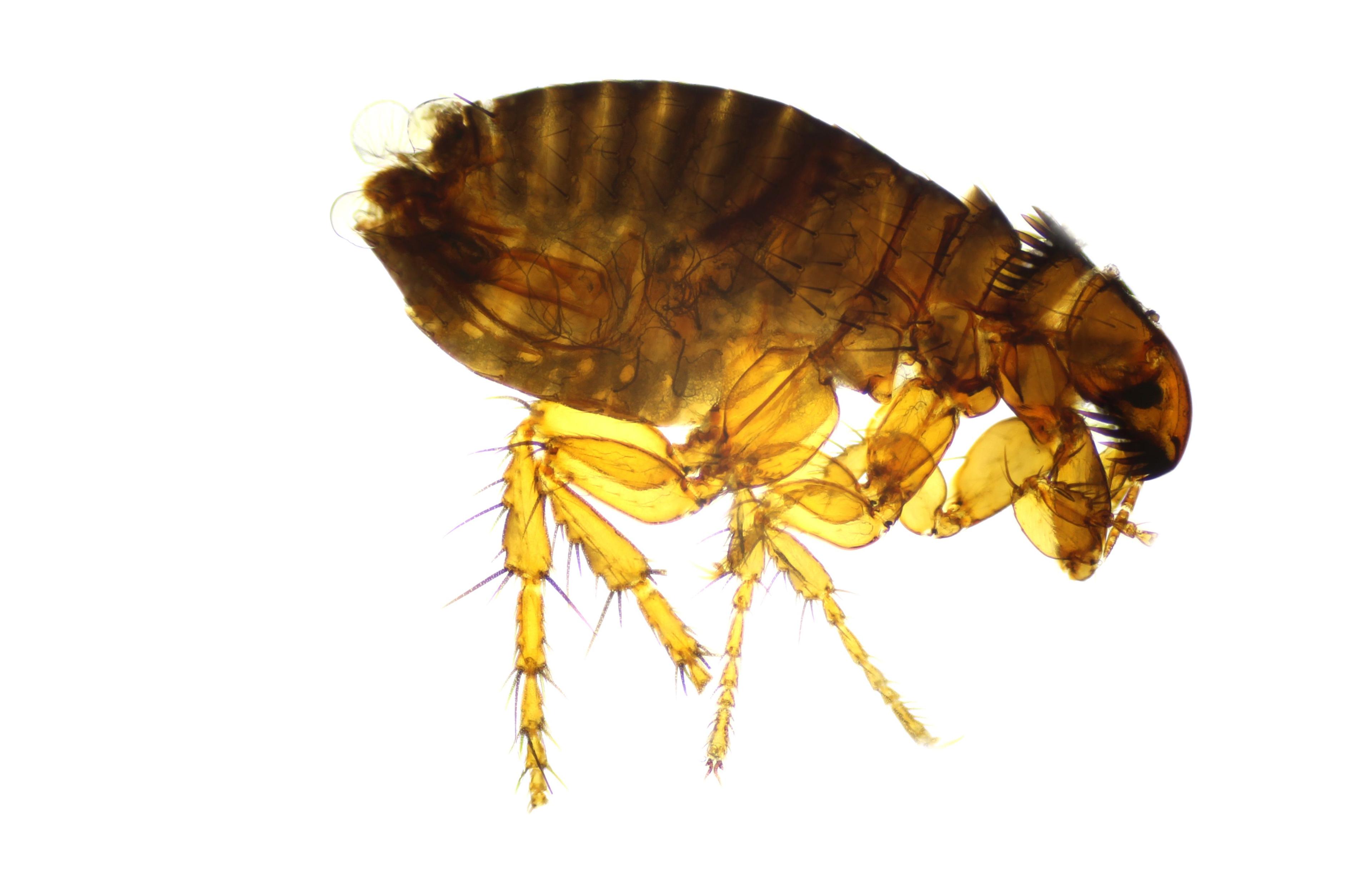 The flea, a parasite of humans and animals. © stanisaw - stock.adobe.com