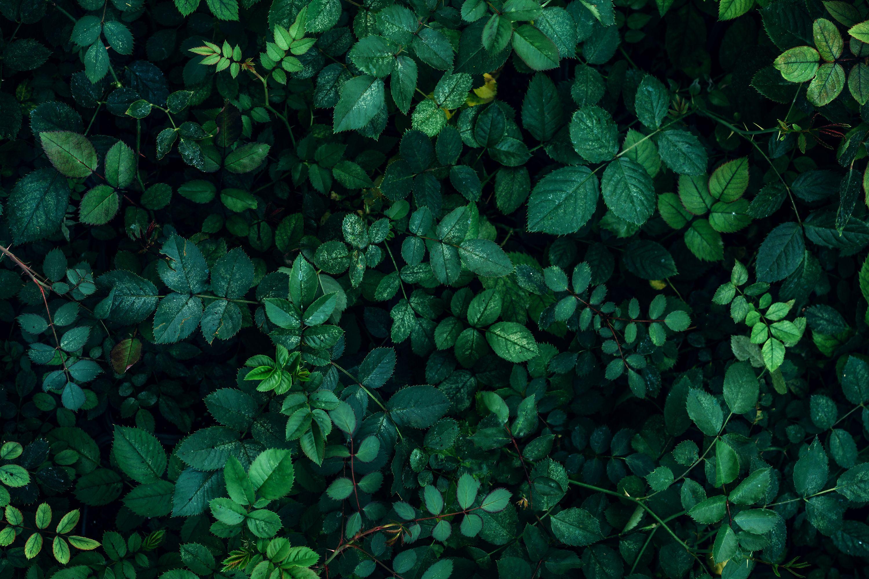 Green plant leaves background, top view. Nature spring concept | Image Credit: © DedMityay - stock.adobe.com